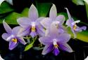 Phal. violacea var. Blue